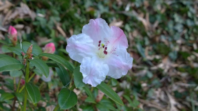 WP_20170228_002 Rhododendron moupinense.jpg