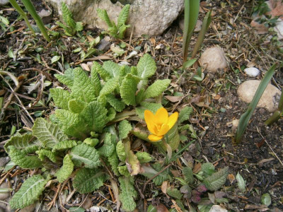 crocus 001.JPG