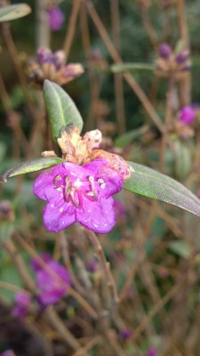 WP_20170221_002 Rhododendron dauricum Midwinter.jpg