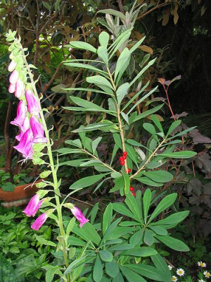Digitalis_und_Daphne.jpg