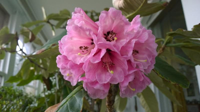 WP_20170217_003 Rhododendron protistum H1078.jpg