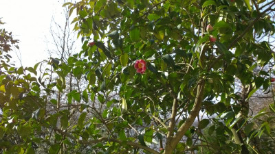 WP_20170303_001 Camellia japonica Tama No Ura.jpg