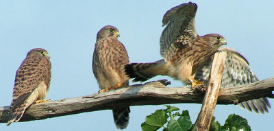 Falken_Abflug.JPG