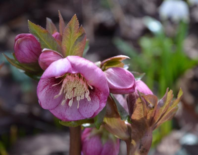 Helleborus-PicoteePrinzessin.17-1.jpg