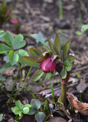 Helleborus-rot-vielleicht.17-1.jpg