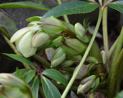 Helleborus-BobsBest.17-1.jpg