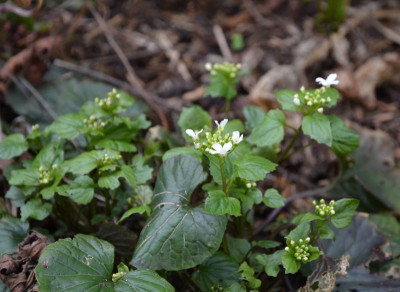 Pachyphragma _macrophyllum.17-1.jpg