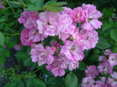 Hannas_Rose_kleinDSCF0868.jpg