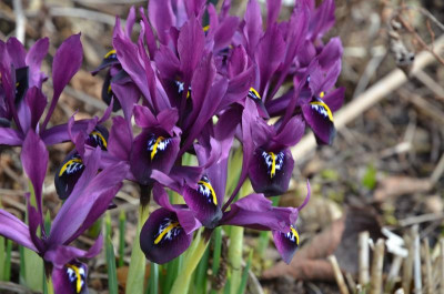 Iris_reticulata-Goerge.17-2.jpg