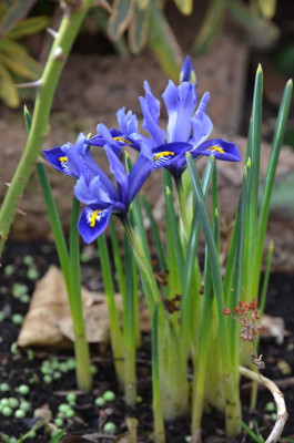 Iris_reticulata-Pixie.17-1.jpg