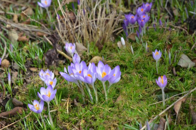 Crocus_tommasinianus.17-1.jpg