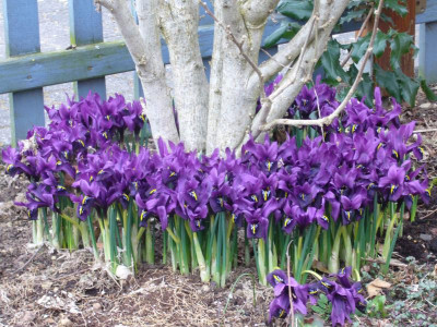 Iris.reticulata.11-1.JPG