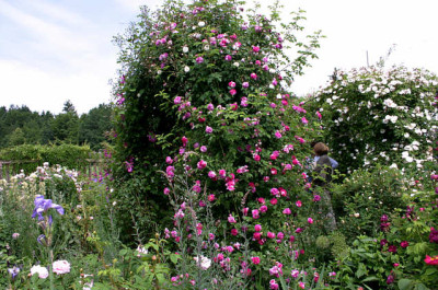 Evi-Garten0507.jpg