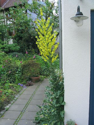 Verbascum.jpg