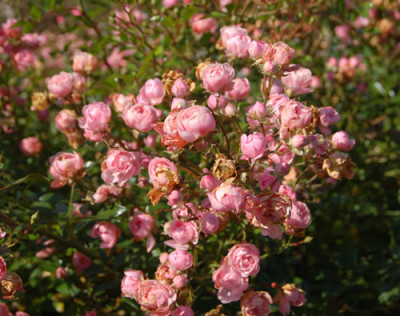 The_Fairy_im_November_RH_0064.jpg
