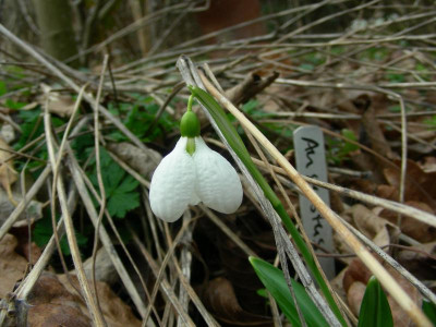 Galanthus plicatus Augustus DSCN8927.JPG