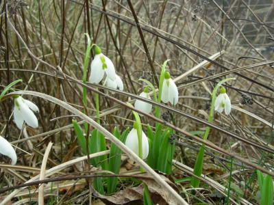 Galanthus elwesii var. porreefolium DSCN8970.JPG