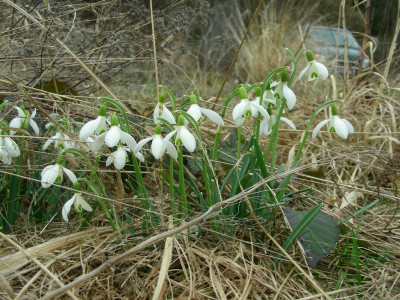 Galanthus nivalis DSCN8971.JPG