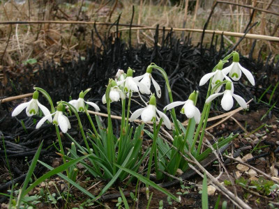 Galanthus nivalis DSCN8972.JPG