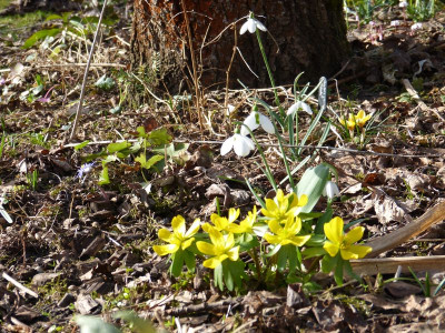 2017-03-03 Frühblüher.jpg