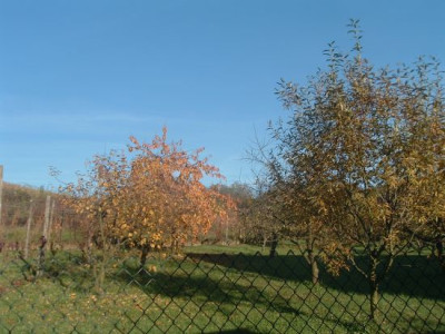 goldener_Oktober.jpg