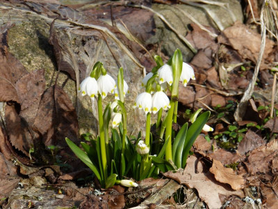 2017-03-03 Leucojum vernum.jpg