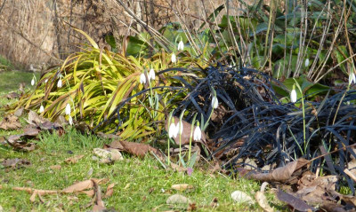 2017-03-03 Gartenimpressionen 8.jpg