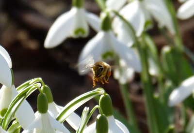 2017-03-03 Gartenimpressionen 1.jpg