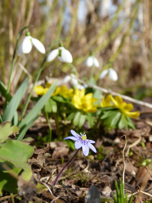 2017-03-03 Gartenimpressionen 3.jpg
