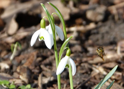 2017-03-03 Gartenimpressionen 6.jpg
