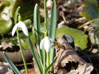 2017-03-03 Gartenimpressionen 7.jpg