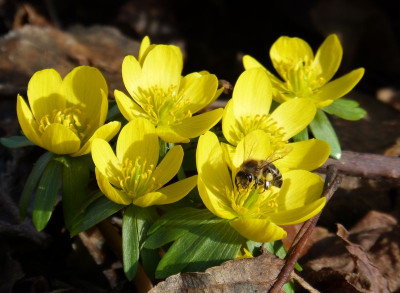 2017-03-03 Gartenimpressionen 4.jpg