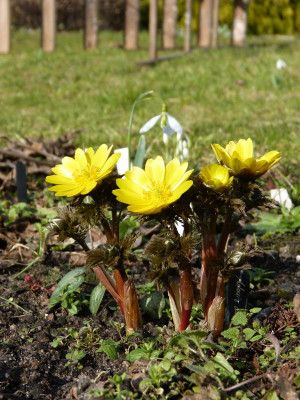 2017-03-03 Adonis 'Fukujukai' (A. amurensis hort.).jpg