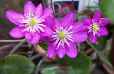 'Beni-Fusya'  ...   3.3.17 061.jpg