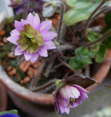 'Hokutosei' ...   3.3.17 055.jpg