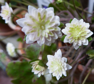 'Syouchikoubai' ...   3.3.17 024.jpg