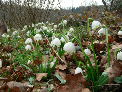 Leucojum vernum DSCN8923.JPG