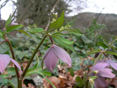 Helleborus torquatus DSCN8918.JPG