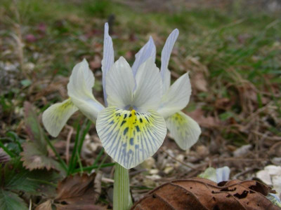 Iris histrioides Katharina Hodgkin DSCN8962.JPG