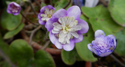 'Okesabayashi' ...    3.3.17 052.jpg