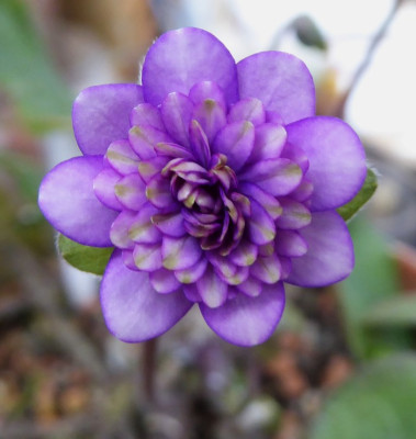 'Junissen'  ...   3.3.17 005.jpg