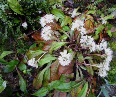 Chrysosplenium macrophyllum ...  21.2.17 072.jpg