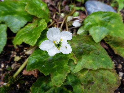 Asteropyrum cavaleriei ...   3.3.17 172.jpg