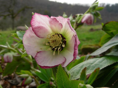 Helleborus Orientalis DSCN8957.JPG