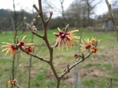 Hamamelis Strawberry and Cream DSCN8948.JPG