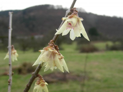 Chimonanthus praecox DSCN8943.JPG