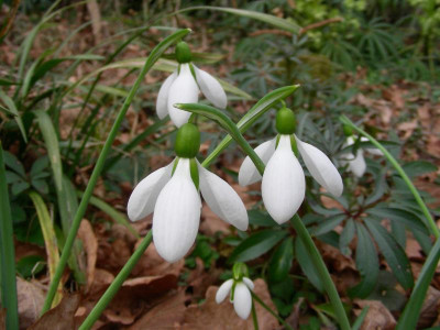 Galanthus Merlin DSCN8921.JPG