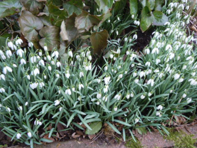 Galanthus.JPG
