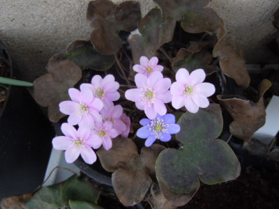Hepatica ro..JPG
