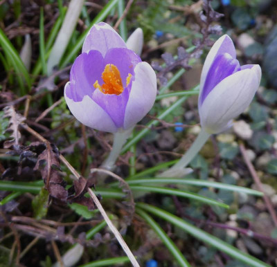Crocus tom.   ....  4.3.17 002.jpg